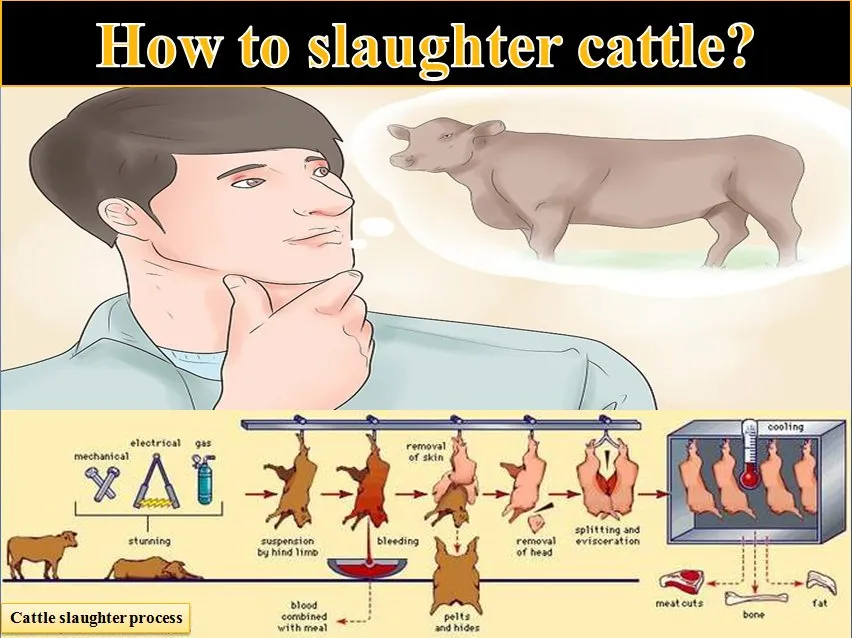 Slaughter Equipment/Cattle Bovine Beef/Cattle Knife