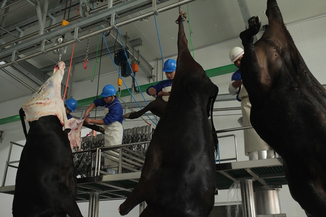 Small 100 Head/Shift Output Abattoir Frozen/Fresh Cattle Slaughtering Machine