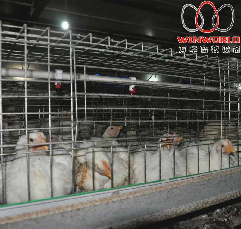 Togo Poultry Farm A Type Battery Broiler Cage with 108 Birds & Chicken Cage with Hot Galvanized for Sale