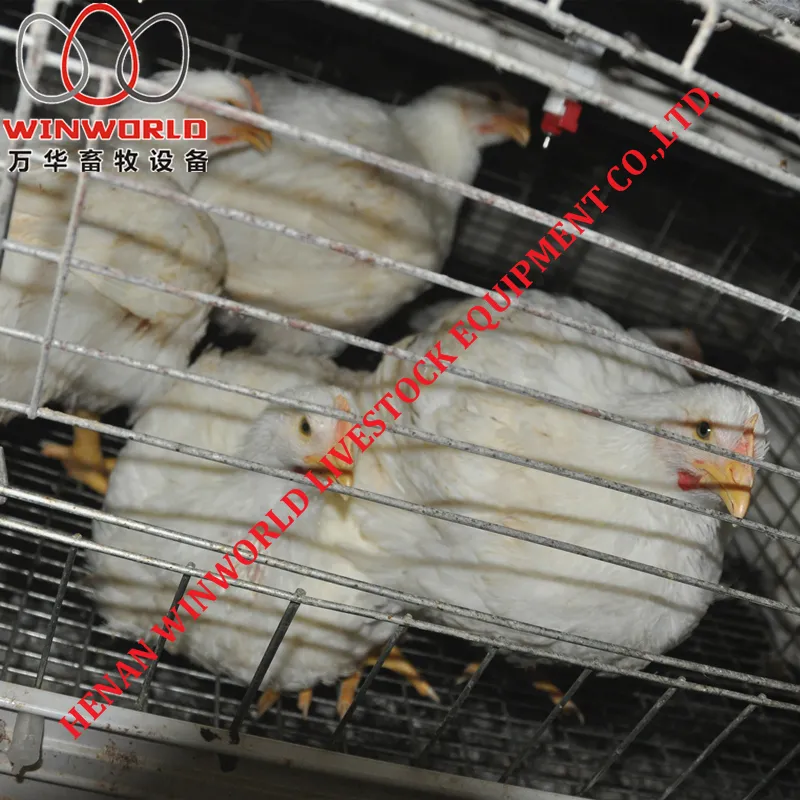 Togo Poultry Farm A Type Battery Broiler Cage with 108 Birds & Chicken Cage with Hot Galvanized for Sale