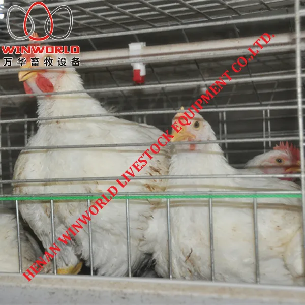 Togo Poultry Farm A Type Battery Broiler Cage with 108 Birds & Chicken Cage with Hot Galvanized for Sale