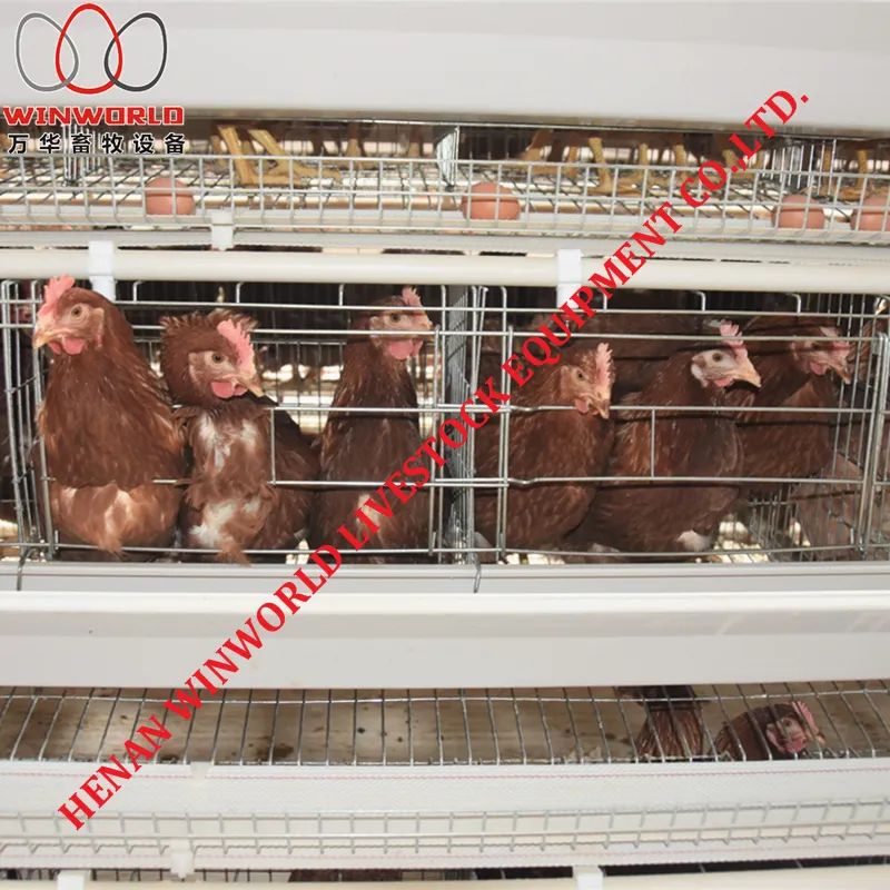 Uganda Poultry Farm Project A Frame Chicken Layer Cage with Automatic Chicken Manure Removal Machine