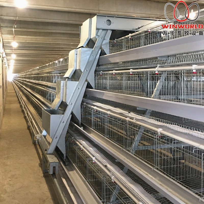 Uganda Poultry Farm Project A Frame Chicken Layer Cage with Automatic Chicken Manure Removal Machine