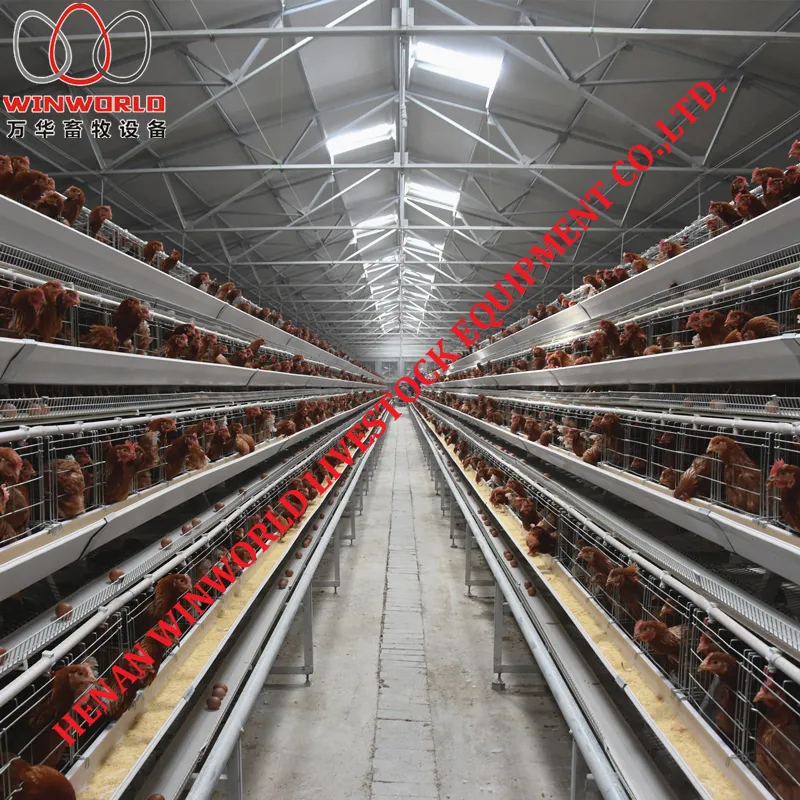 Uganda Poultry Farm Project A Frame Chicken Layer Cage with Automatic Chicken Manure Removal Machine