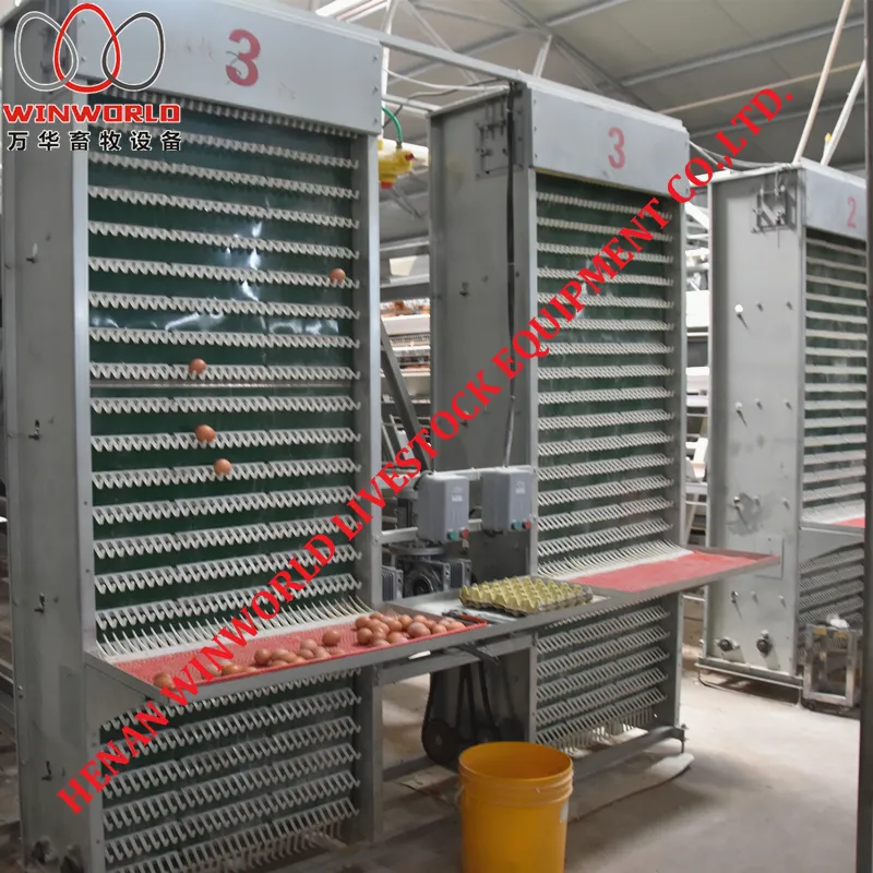 Uganda Poultry Farm Project A Frame Chicken Layer Cage with Automatic Chicken Manure Removal Machine