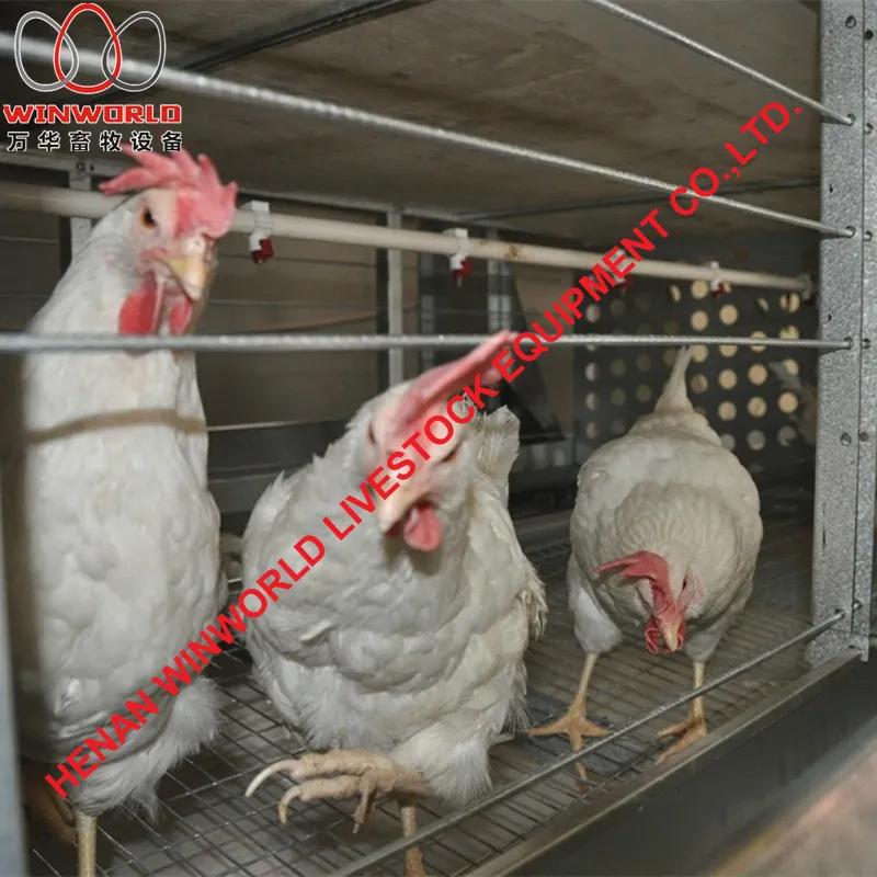 Zimbabwe Full Automatic H Frame Layer Breeder Chicken Cage Equipment for Poultry Farm